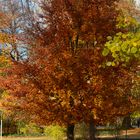 "alt wie ein Baum"