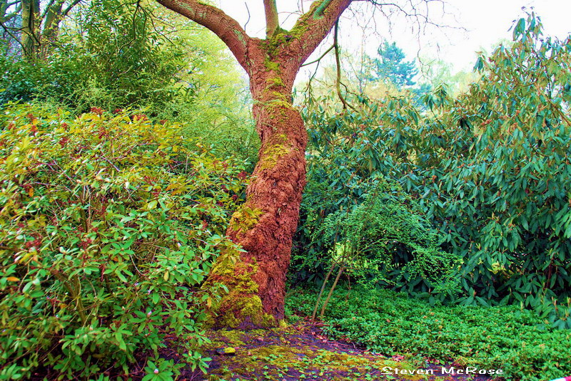 ... alt wie ein Baum ...