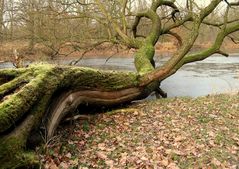 alt wie ein Baum...