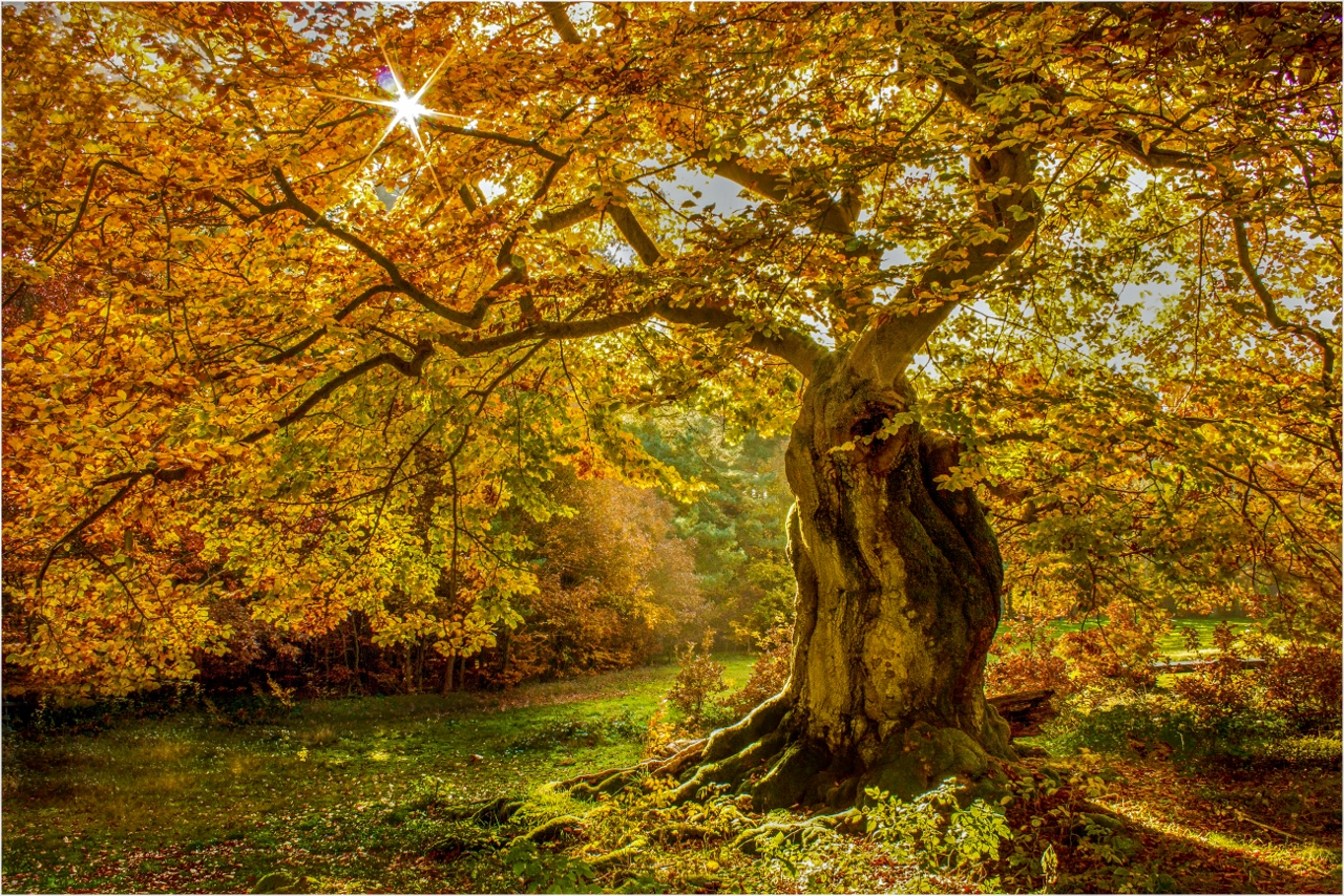 Alt wie ein Baum