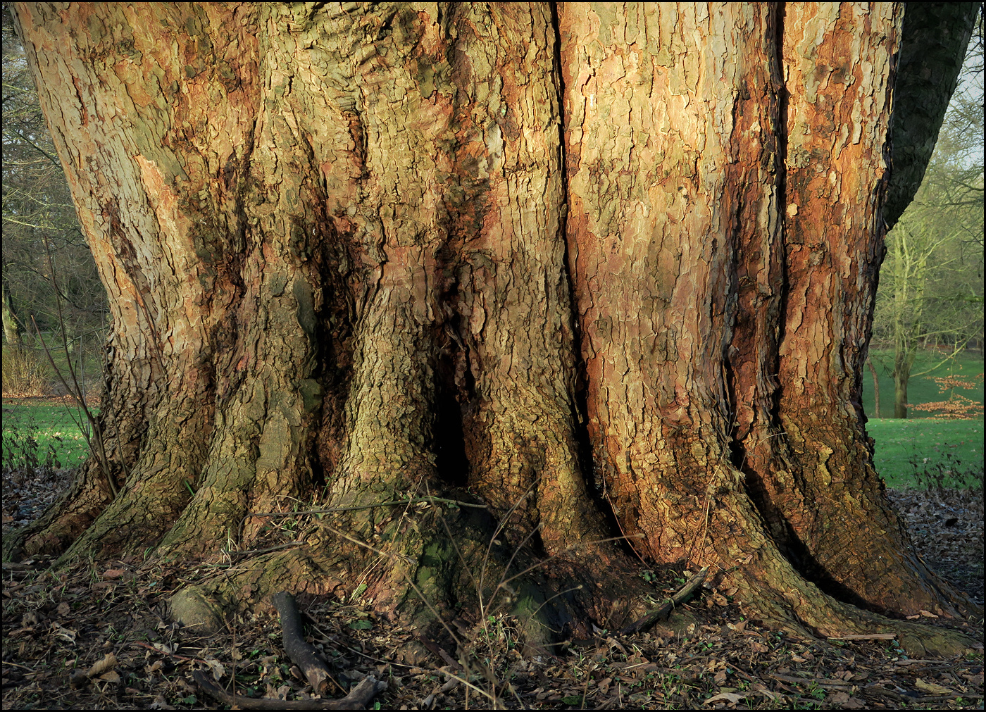 Alt wie ein Baum