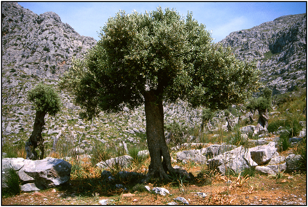 Alt Wie Ein Baum Akkorde Alt Wie Ein Baum Akkorde