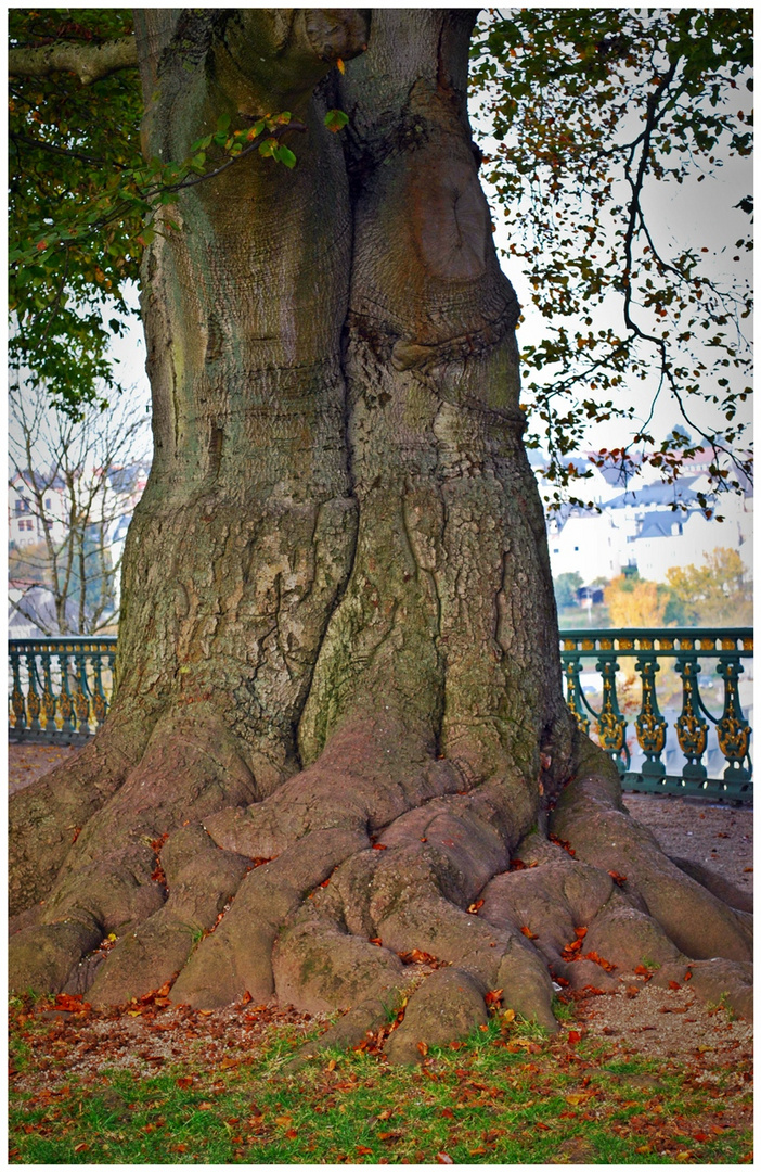 alt wie ein Baum..