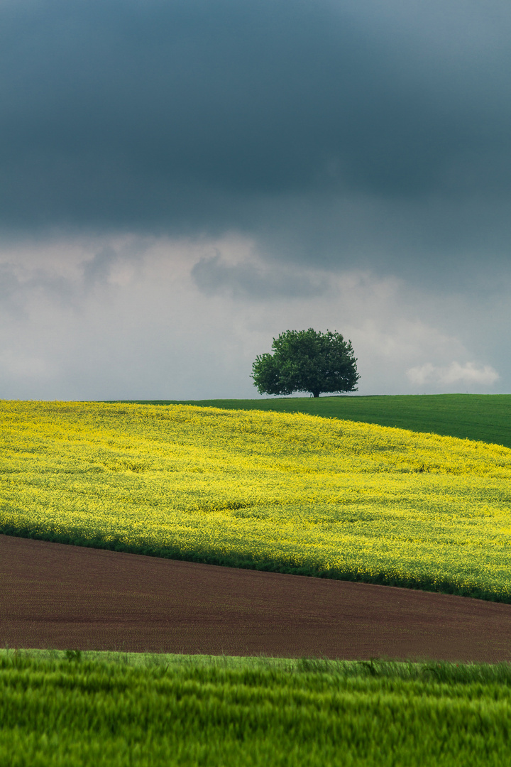 Alt wie ein Baum...