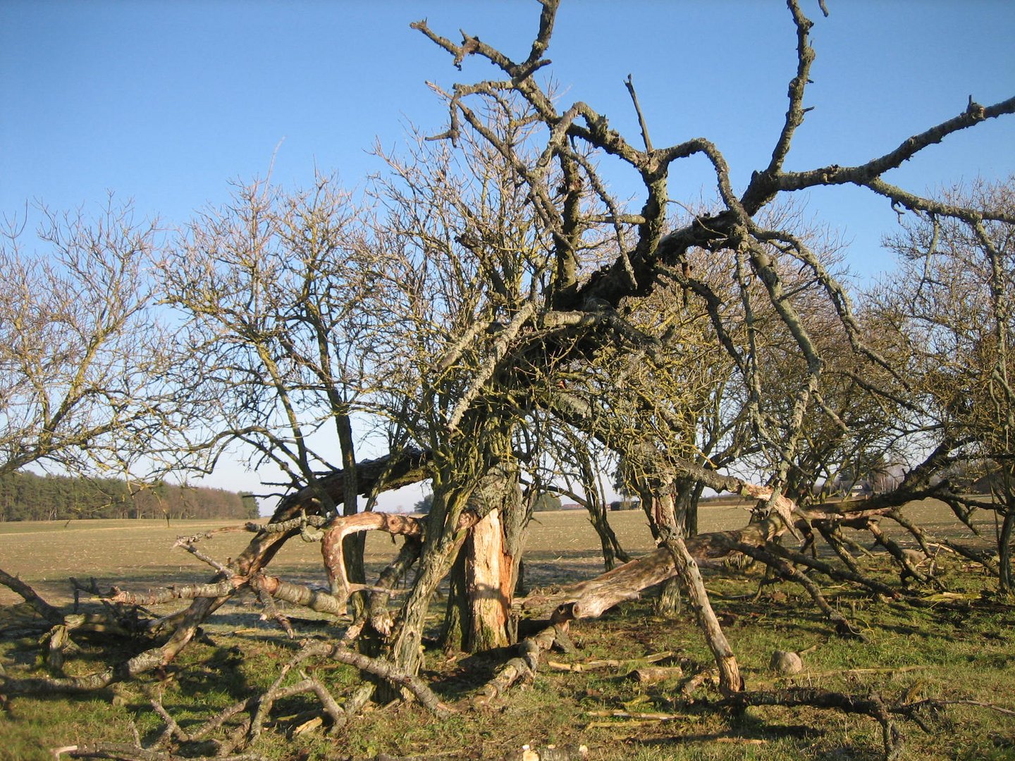 Alt wie ein Baum