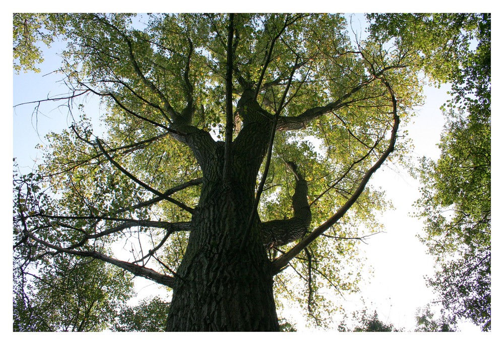 Alt wie ein Baum....