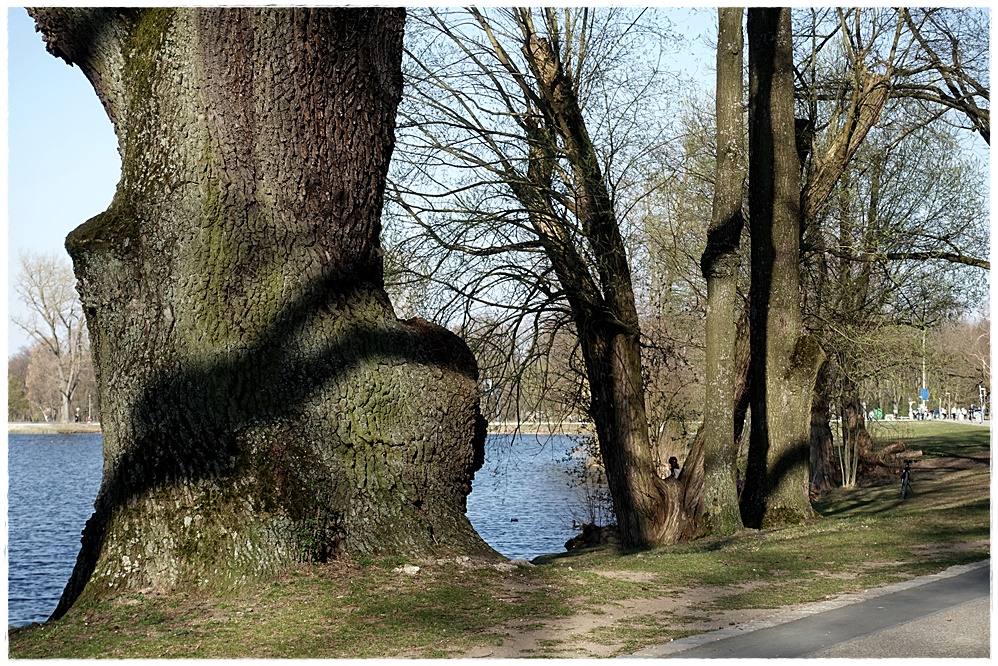 Alt wie ein Baum