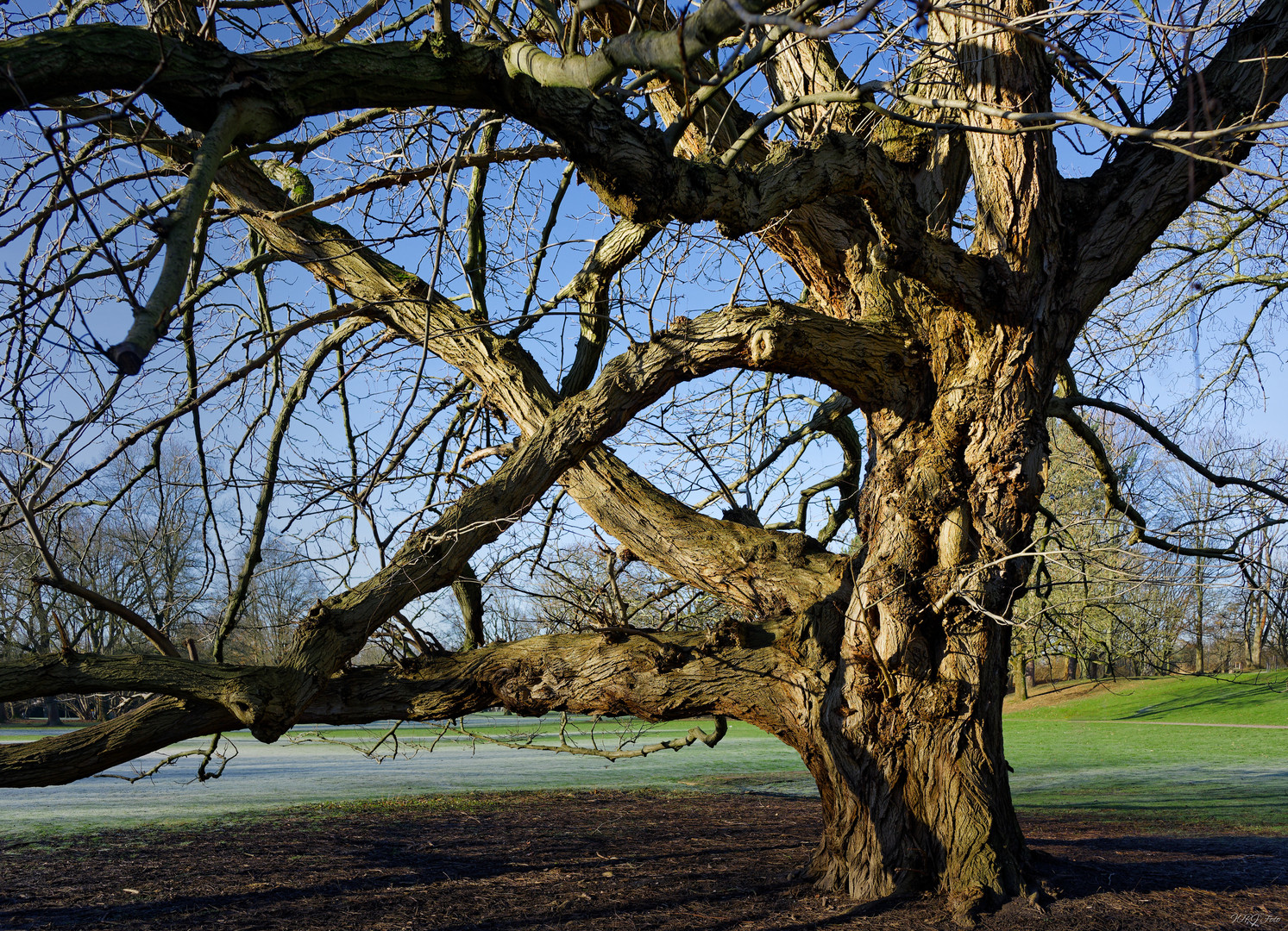 Alt wie ein Baum ...