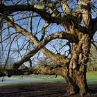 Alt wie ein Baum ...