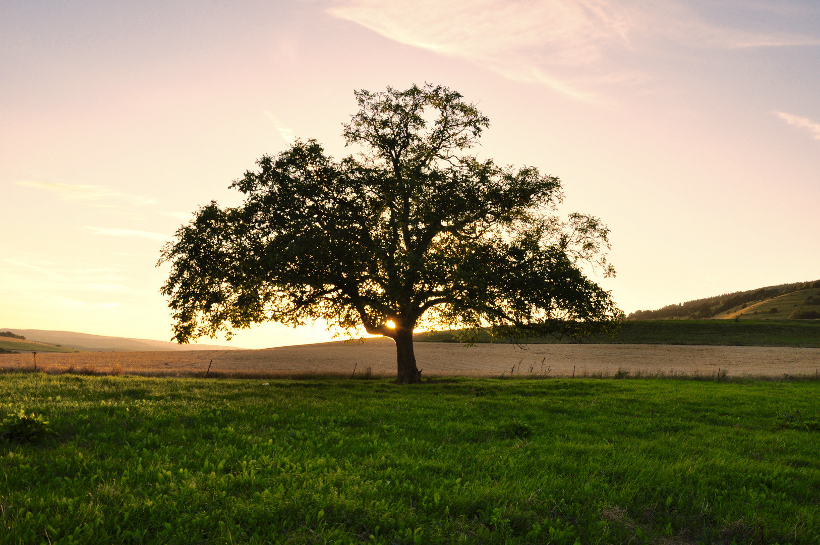 Alt wie ein Baum