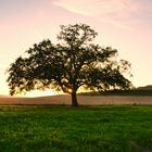 Alt wie ein Baum