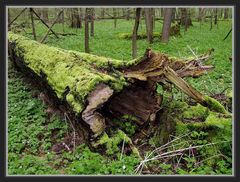 Alt wie ein Baum...