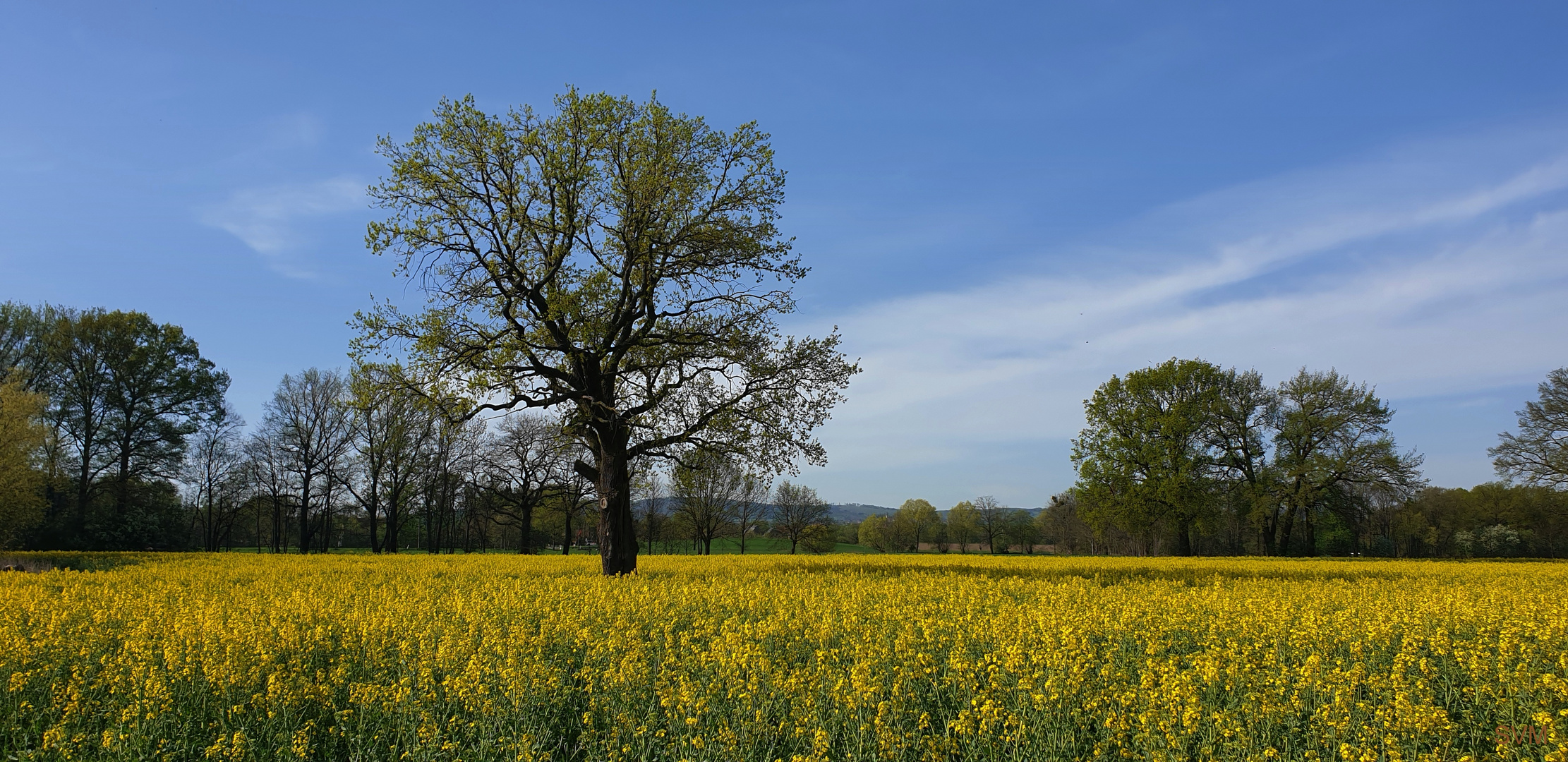 Alt wie ein Baum