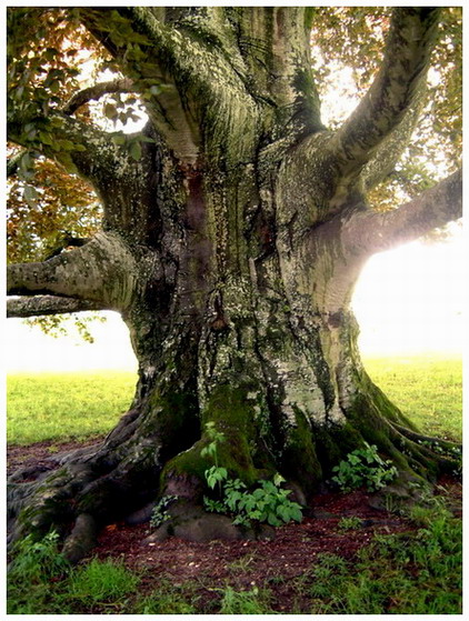 .... alt wie ein Baum