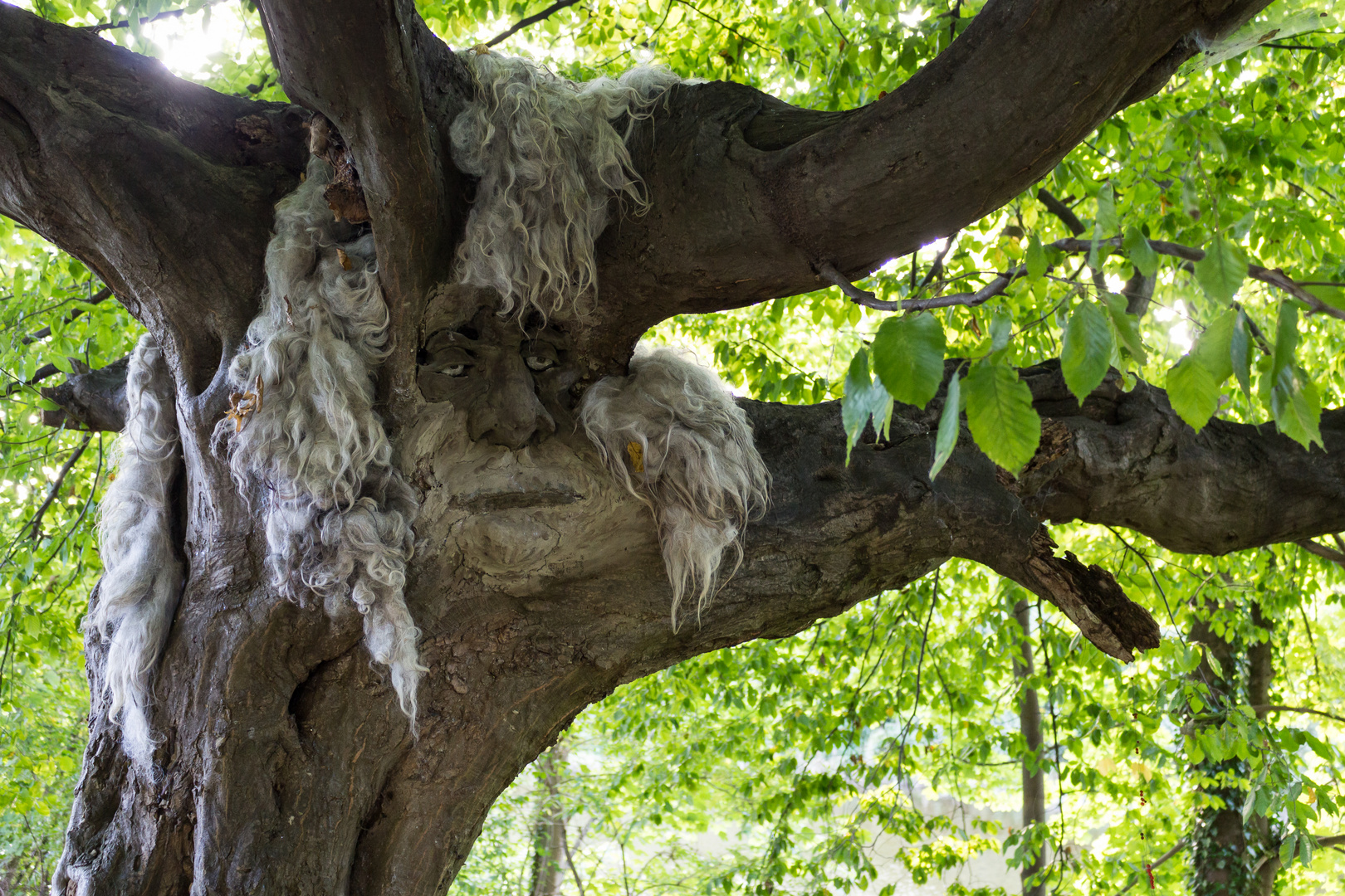 Alt wie ein Baum? 