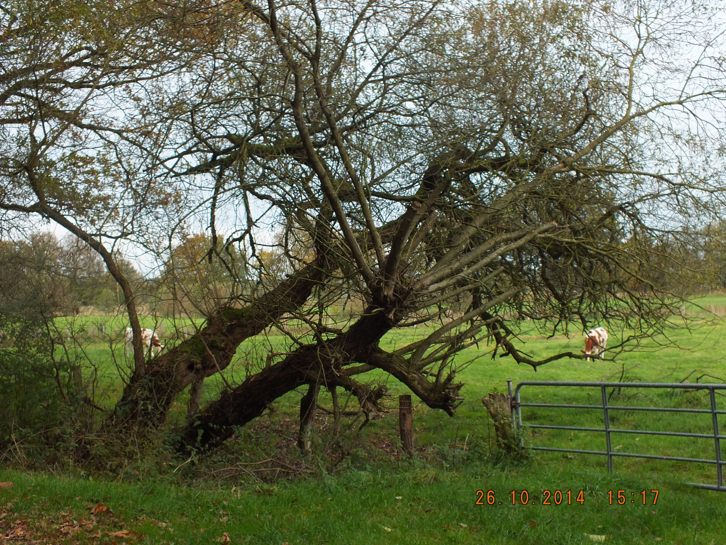 Alt wie ein Baum...