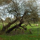 Alt wie ein Baum...