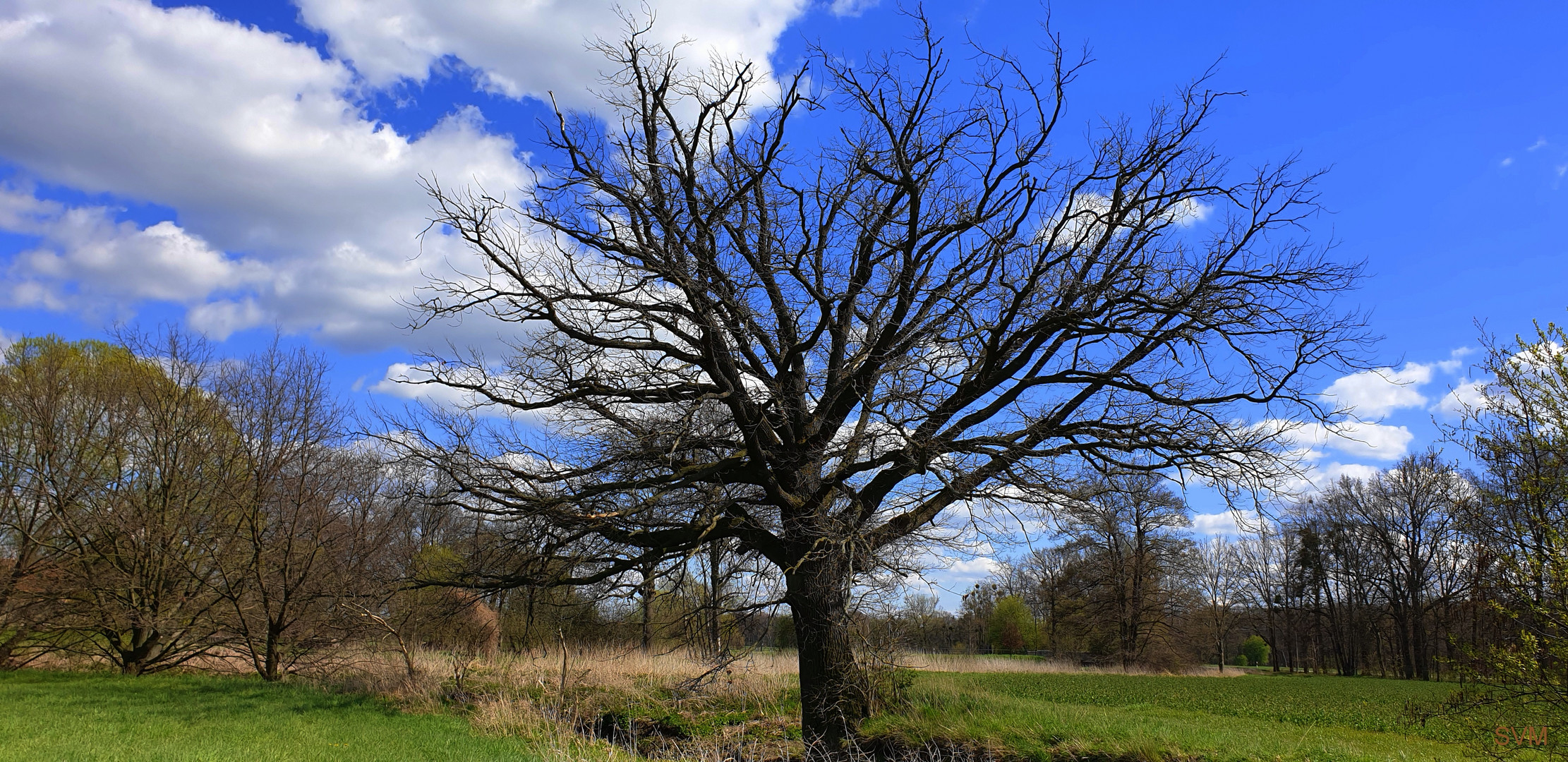 Alt wie ein Baum,...