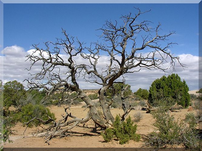 Alt wie ein Baum