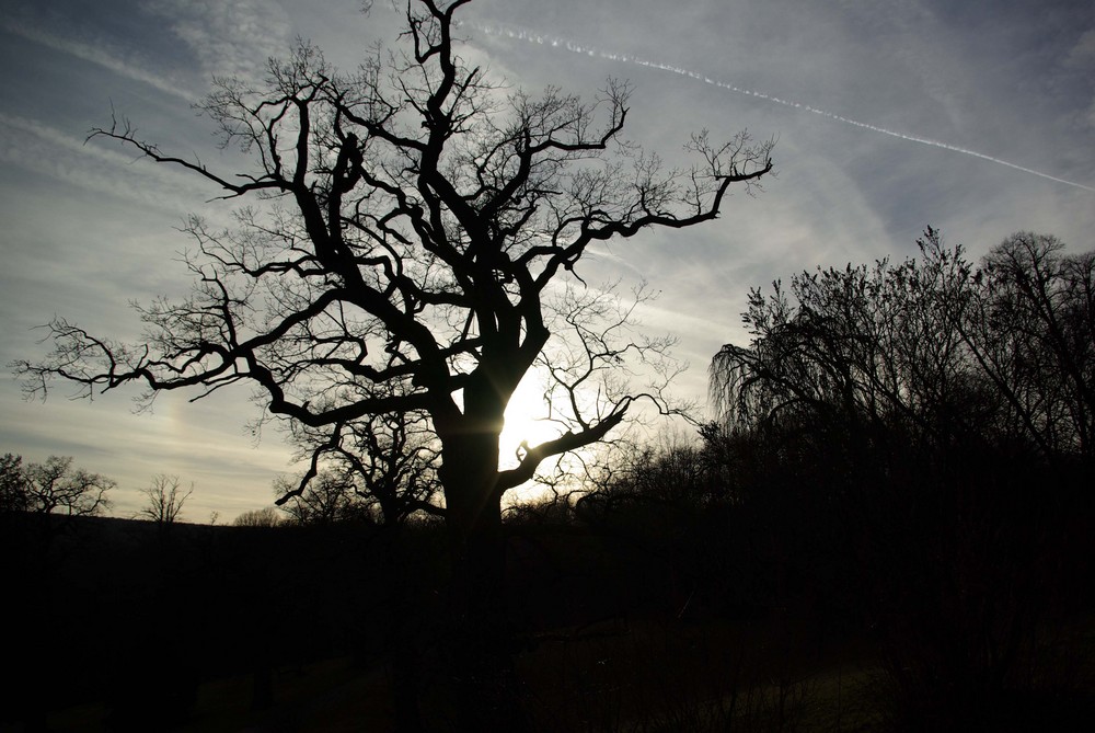 Alt wie ein Baum...