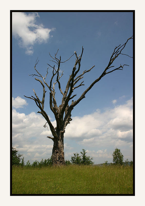 "Alt wie ein Baum..."