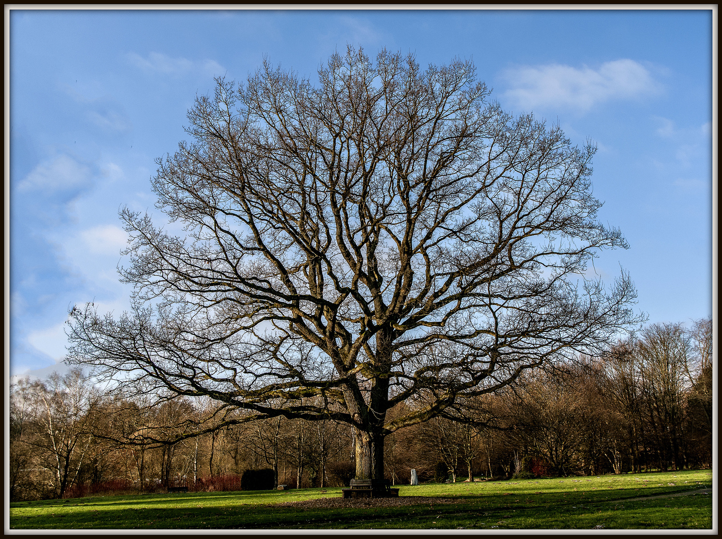 "Alt wie ein Baum"