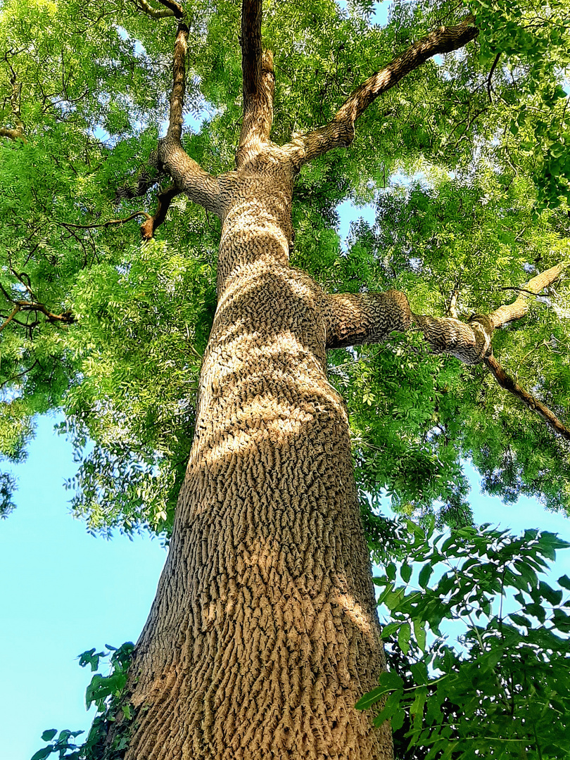 Alt wie ein Baum....