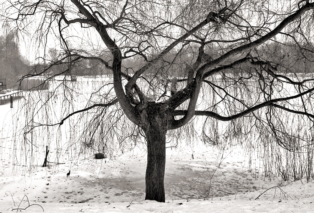 alt wie ein Baum