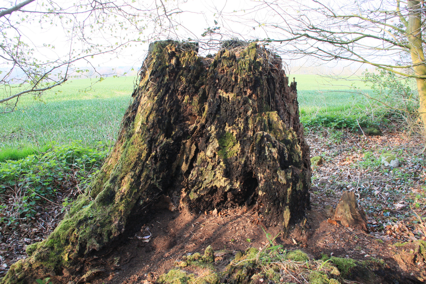 alt wie ein baum