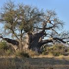 Alt wie ein Baum