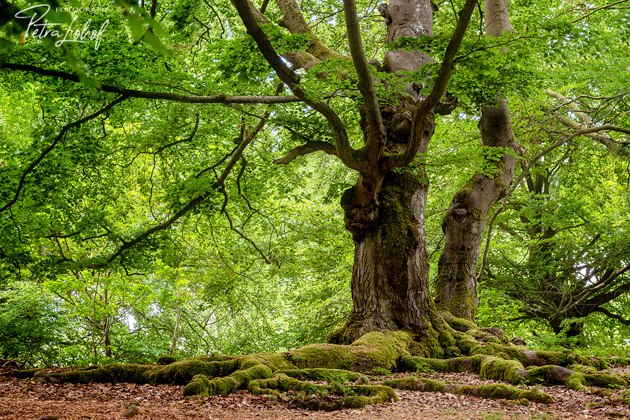 alt wie ein Baum