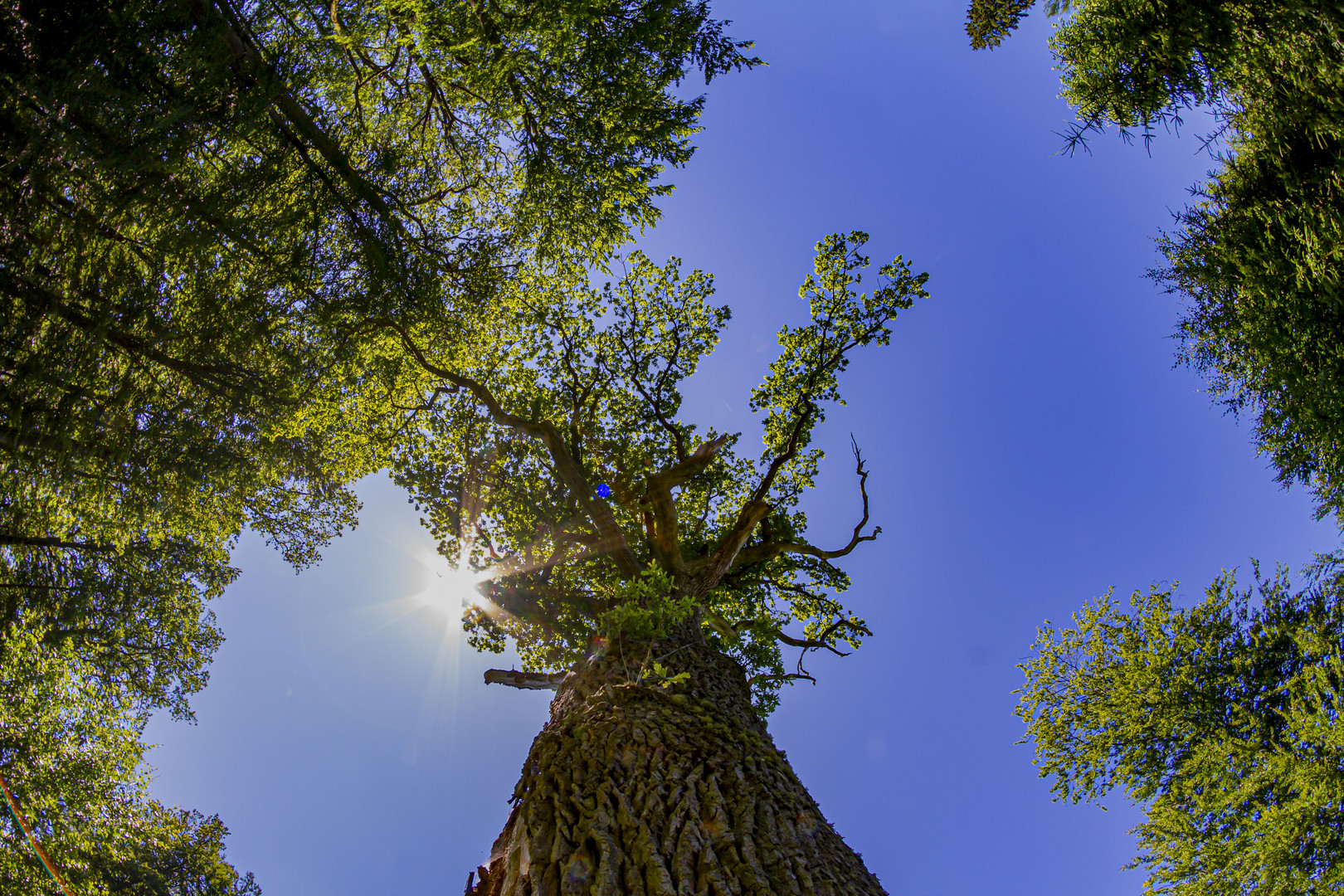 Alt wie ein Baum