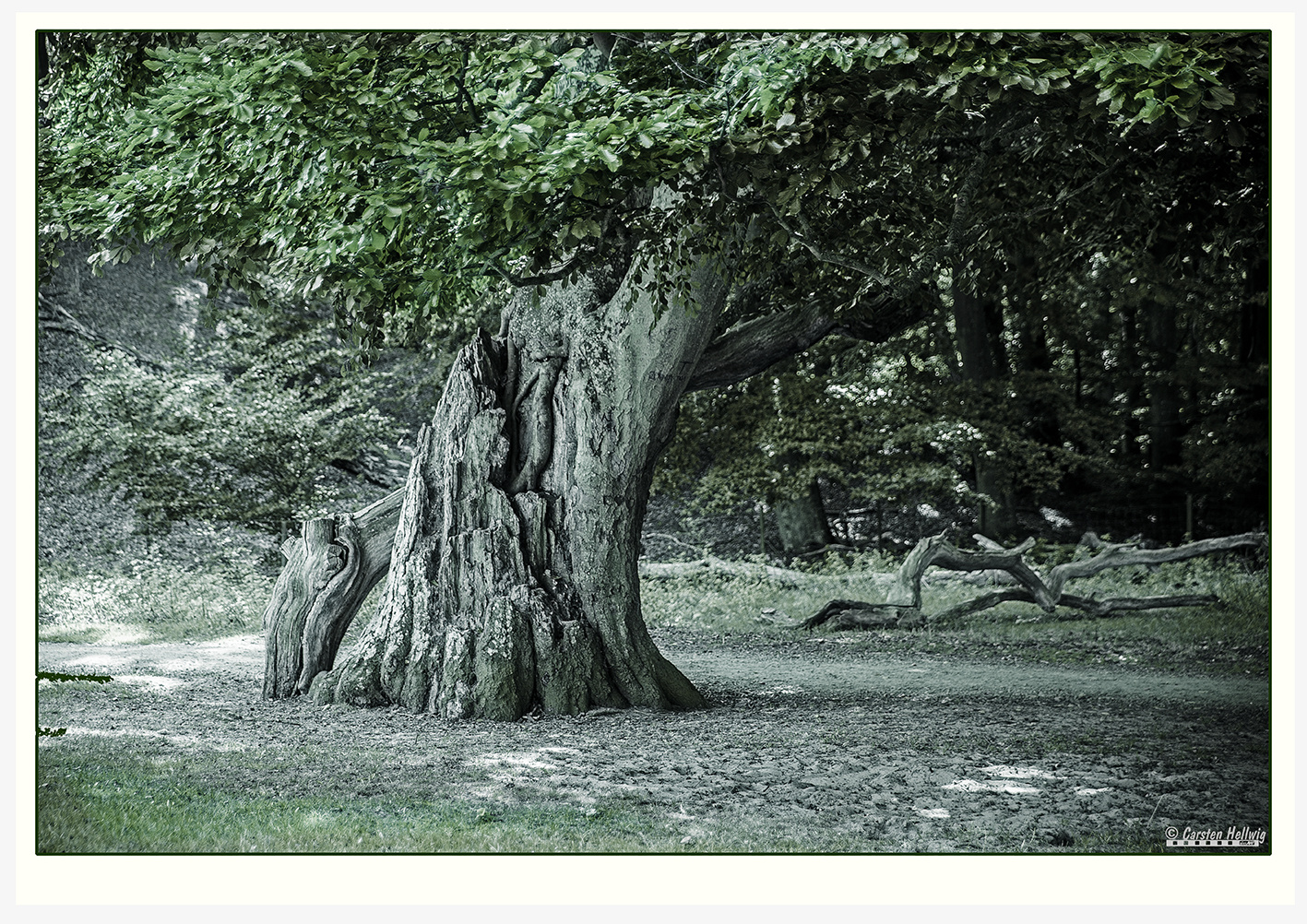 Alt wie ein Baum