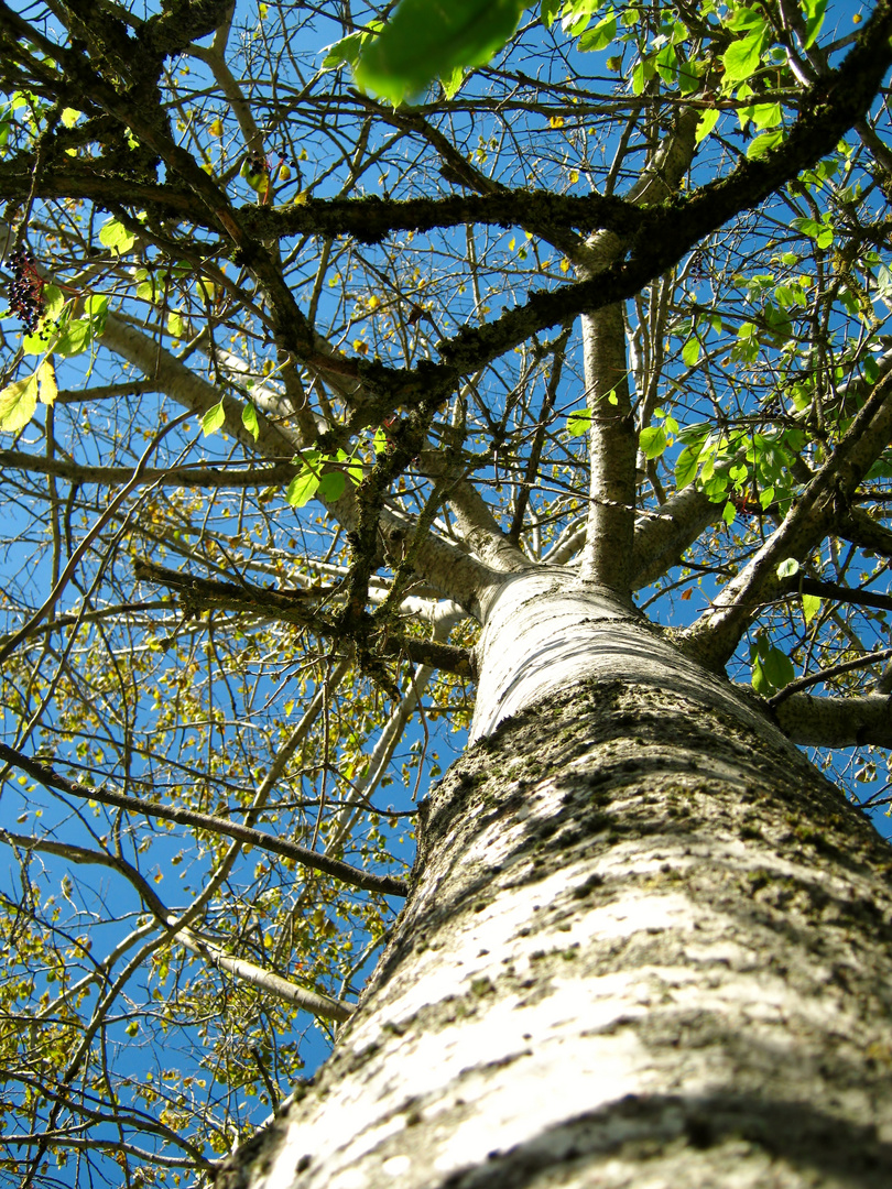 Alt wie ein Baum...