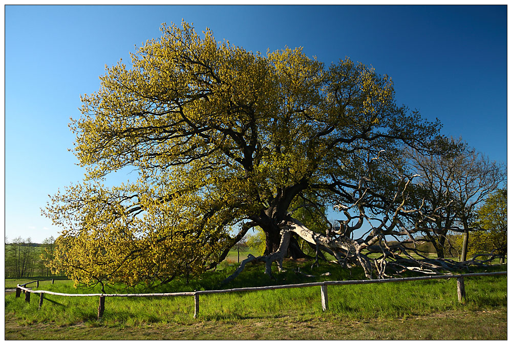 Alt wie ein Baum...