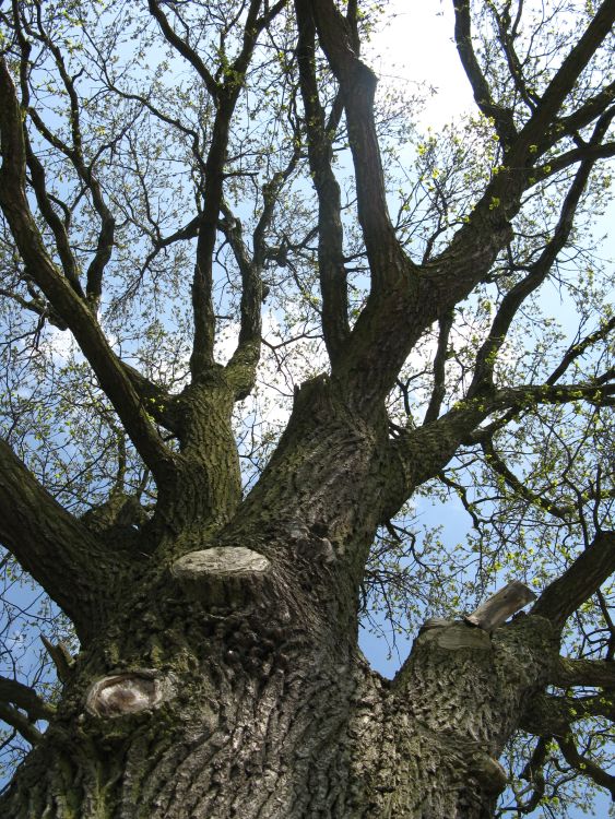 alt wie ein Baum...