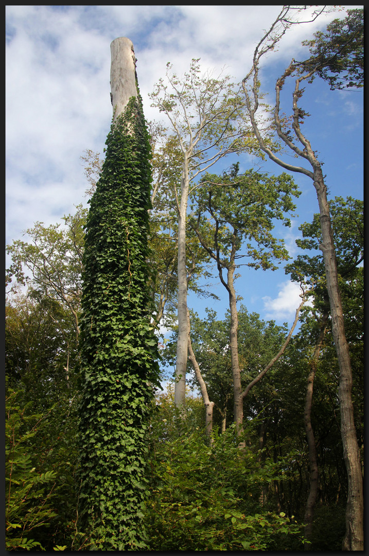 ...Alt wie ein Baum...