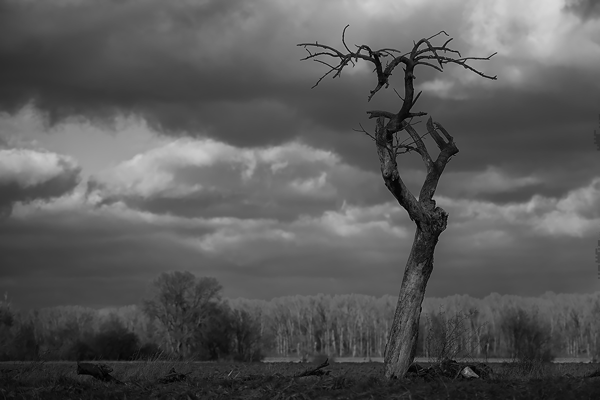 Alt wie ein Baum...