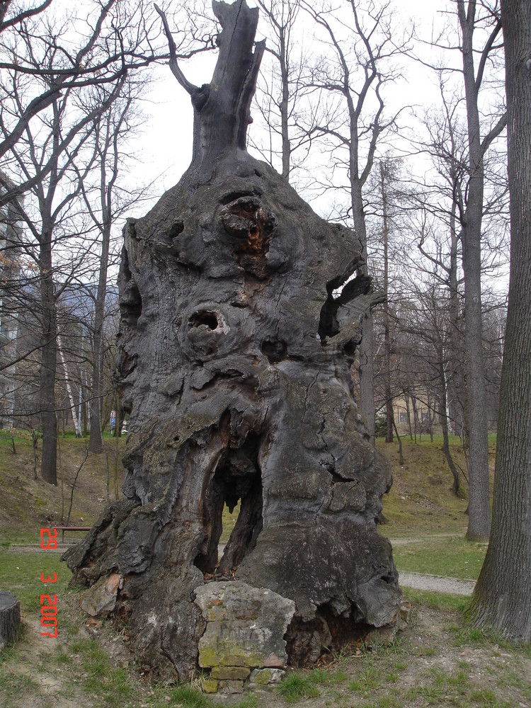 alt wie ein Baum...