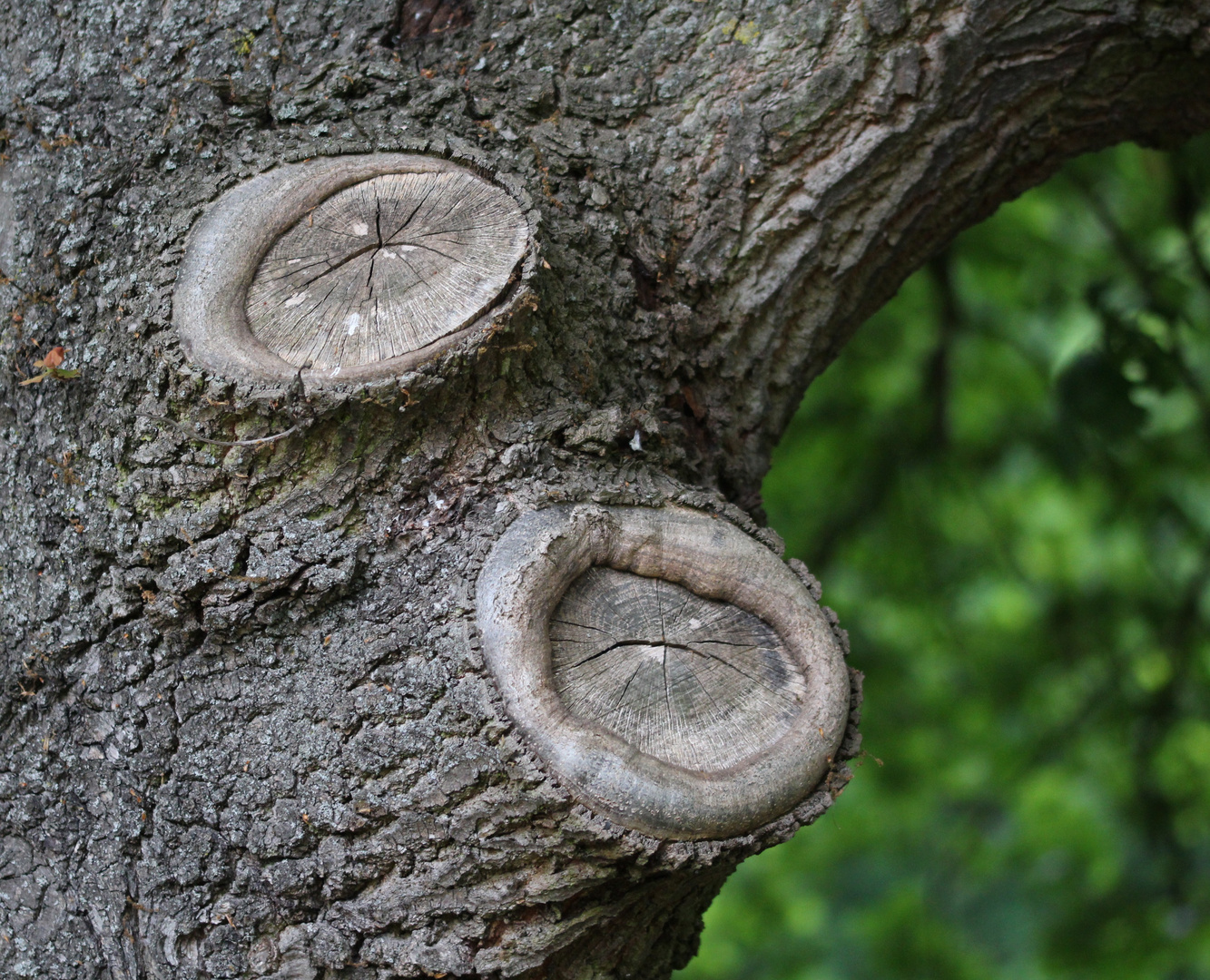 Alt wie ein Baum