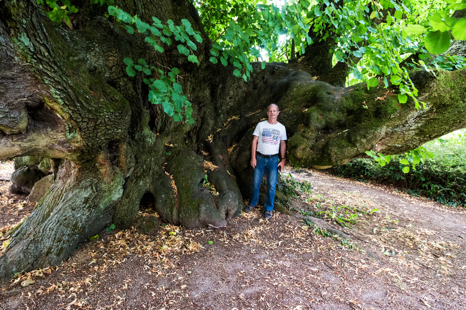 Alt wie ein Baum