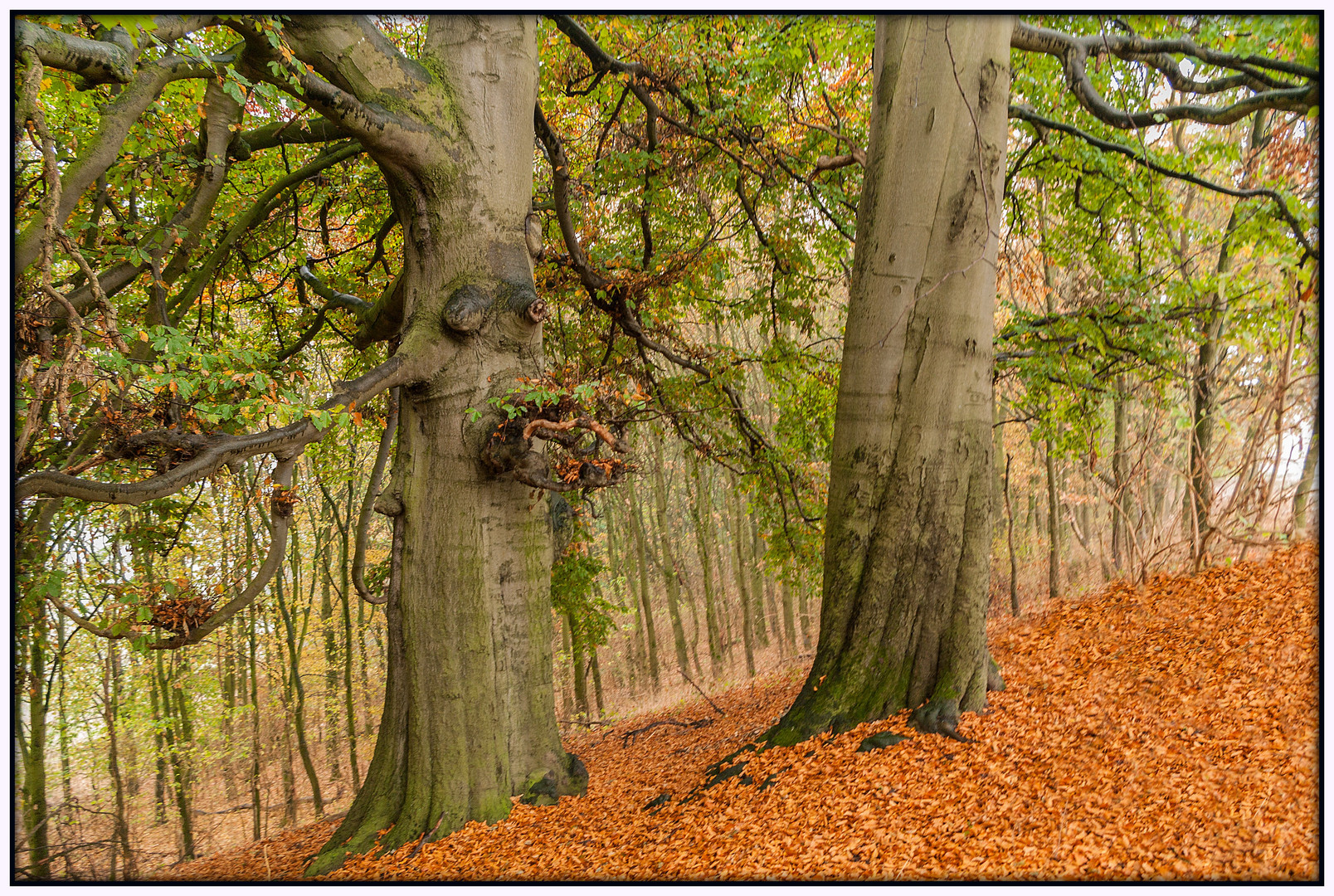 Alt wie ein Baum.