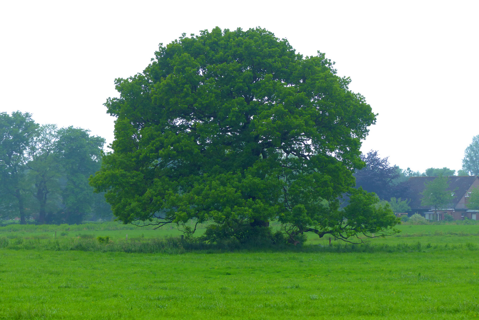 Alt wie ein Baum