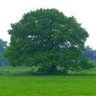 Alt wie ein Baum