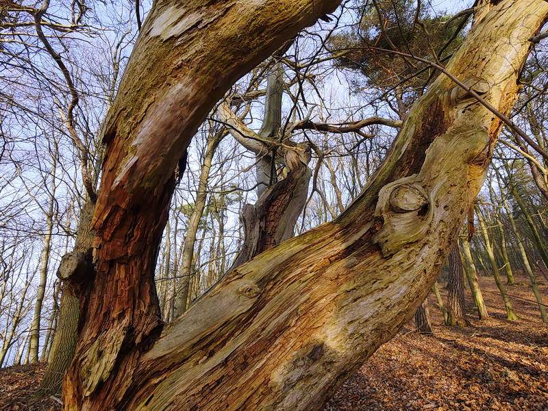 Alt wie ein Baum Foto & Bild wald, bäume, natur Bilder auf