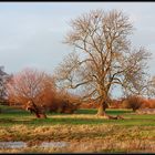 ...alt wie ein Baum...