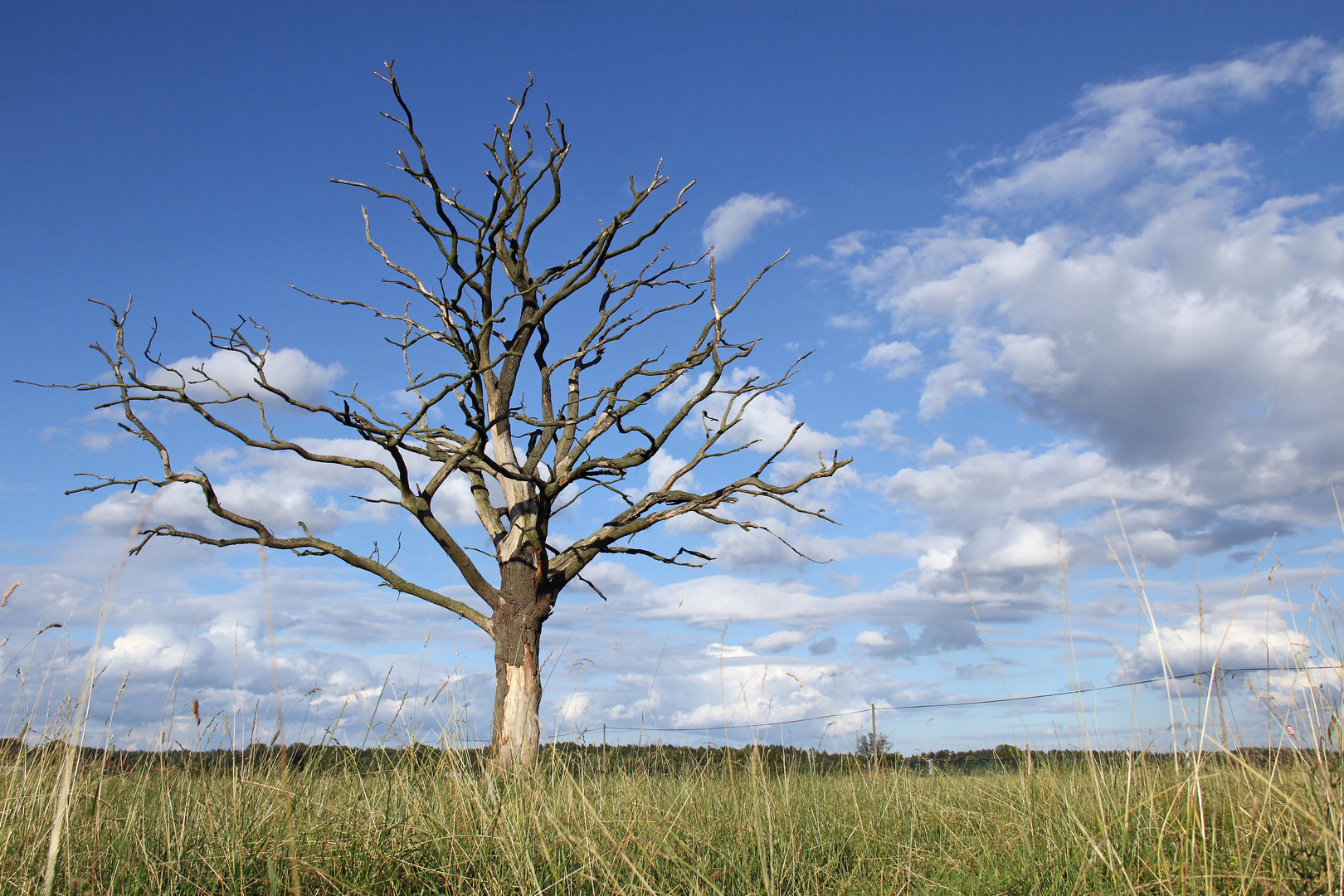 Alt wie ein Baum!