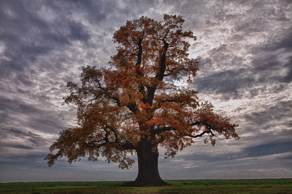 Alt wie ein Baum .....