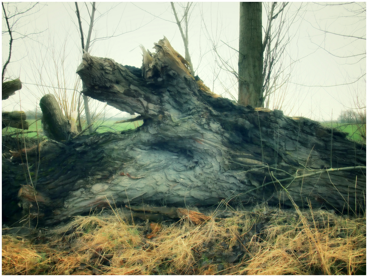 ALT WIE EIN BAUM