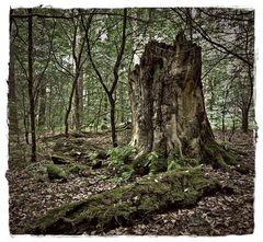 "Alt wie ein Baum..."